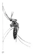 Tropical Diseases - Fig 40.png