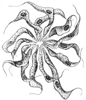 Tropical Diseases - Fig 44.png