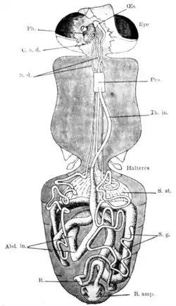 Tropical Diseases - Fig 47.png