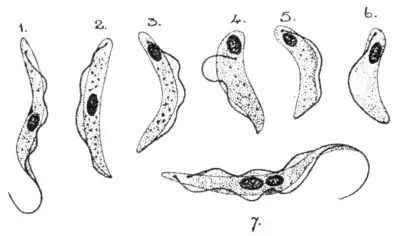 Tropical Diseases - Fig 50.png