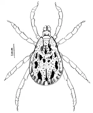 Tropical Diseases - Fig 64.png