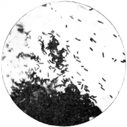 Tropical Diseases - Fig 70.png