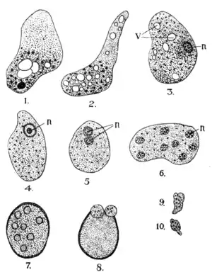 Tropical Diseases - Fig 78.png