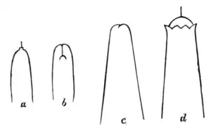 Tropical Diseases - Fig 99.png