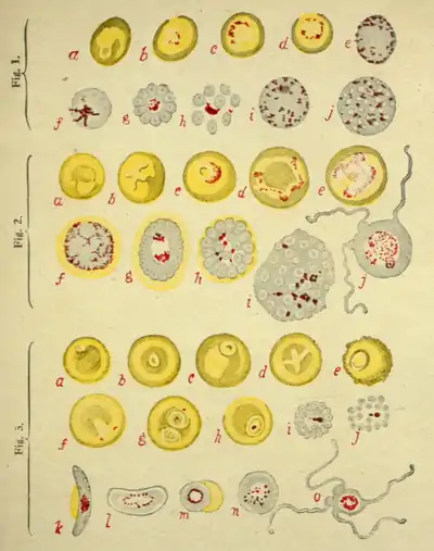 Tropical Diseases - Plate 1.png
