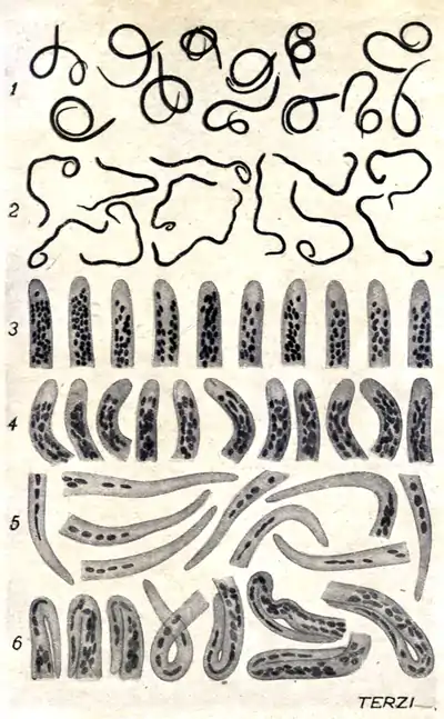 Tropical Diseases - Plate 11.png