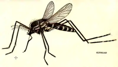 Tropical Diseases - Plate 12.png