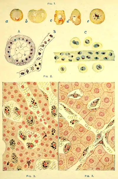 Tropical Diseases - Plate 2.png