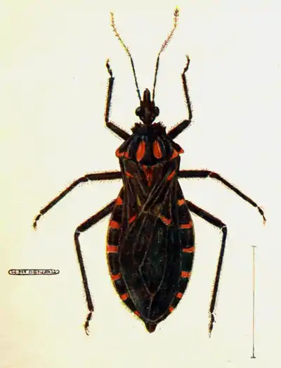 Tropical Diseases - Plate 3.png