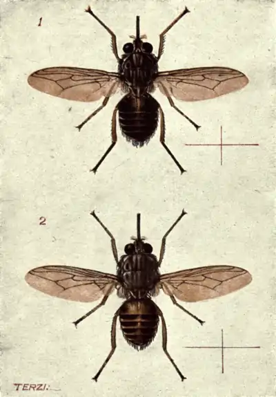 Tropical Diseases - Plate 4.png
