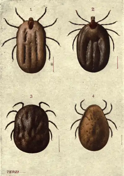 Tropical Diseases - Plate 6.png