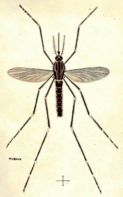 Tropical Diseases - Plate 7.png
