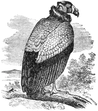 Vulture EB1911.png