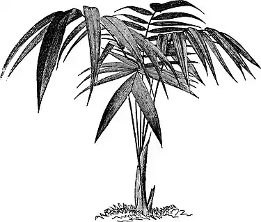 Welfia regia-Amateurs Greenhouse Conservatory-0009.jpg