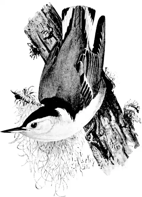 White - breasted Nuthatch-Birdcraft-0119-11.png