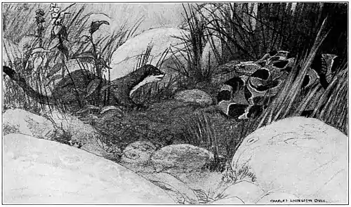 Wildfol00scov pg165.jpg