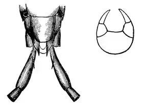 Wood 1865 Myriapoda of North America 12-13.png