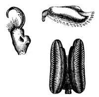 Wood 1865 Myriapoda of North America 43-44.png