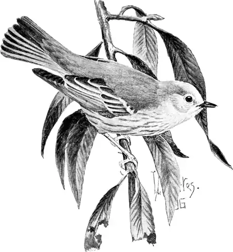 Yellow Warbler-Birdcraft-0115-10.png