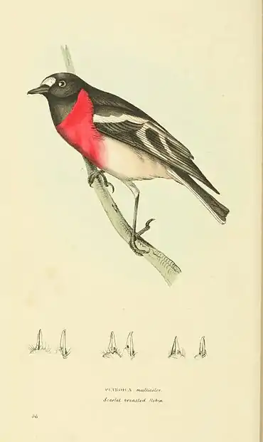 Plate 36.