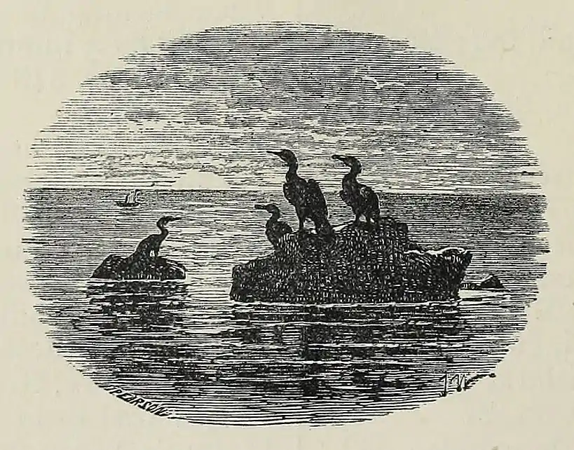 image of cormorants on a rock in the sea