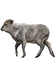 Illustration of Japanese Serow