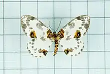 Abraxas illuminata.jpg