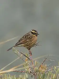 Prunella atrogularis