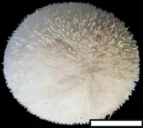 Echinolampas depressa (Echinolampadoida)