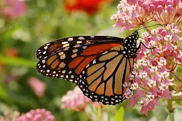Danaus plexippus