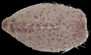 Pourtalesia wandeli (Holasteroida)