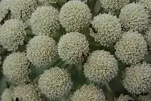 Seseli gummiferum flowers1.jpg