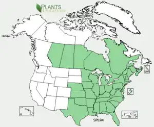 Spiranthes lacera var. gracilis