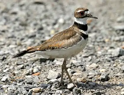 A Killdeer