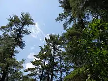 Taken of the top of white pines