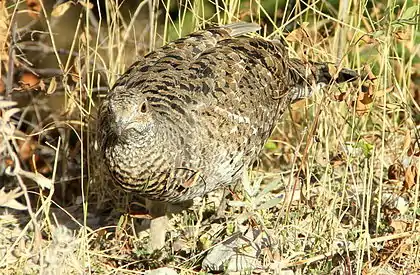 A Ruffed Grouse