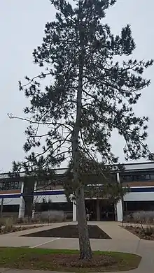 Picture from the bottom of a white pine tree