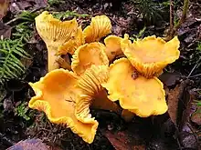 chanterelle