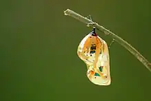 An emptied chrysalis hanging on a twig