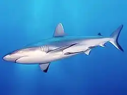 shark