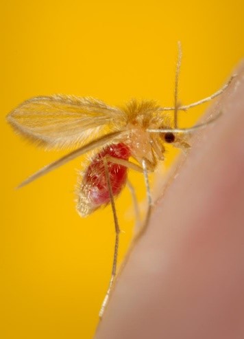 sand fly